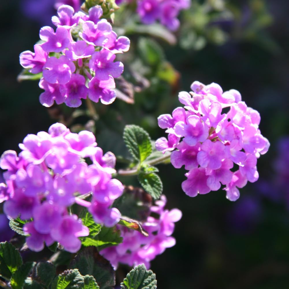 2 Lantana Plants Live, Lantanas Live Plants for Planting Indoor Outdoors, Perennial Flowers, 4-9 Inch Tall Well-Rooted (Purple Lantana)
