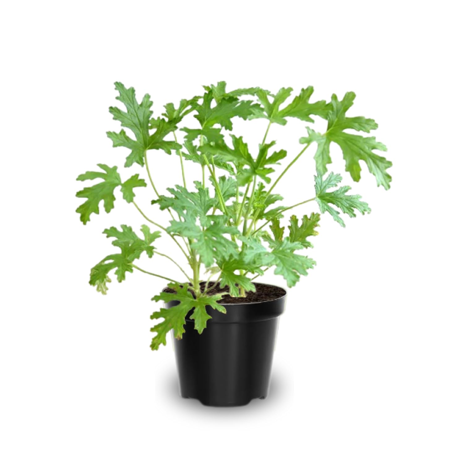 3 Citronella Plants Live, 5 to 7 Inc Tall, Citronella Herb Plants Live Gardening