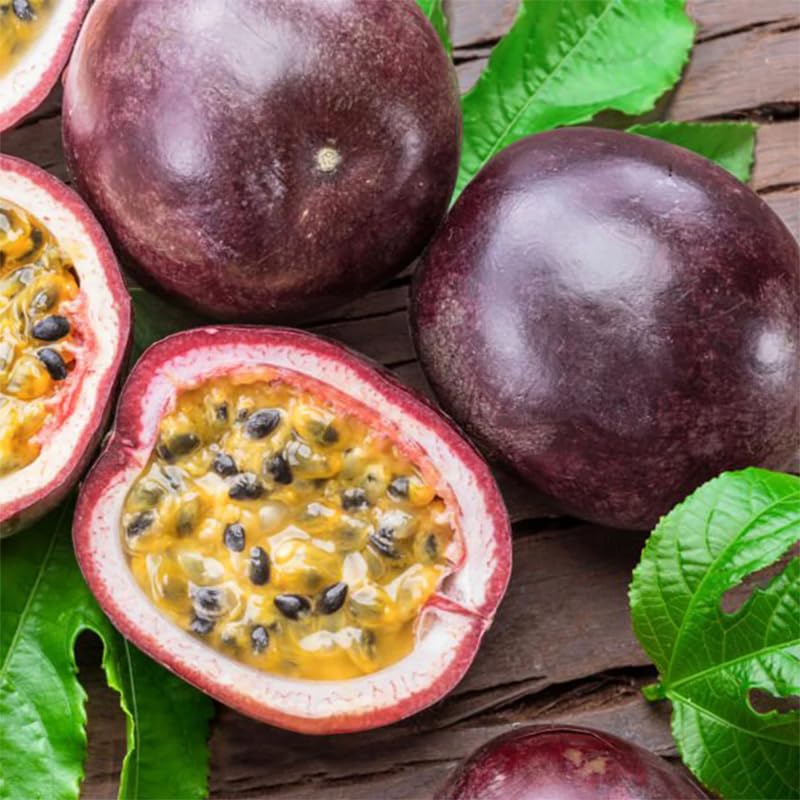 Passionfruit Tree Live Plant, Passion Fruit Vine for Planting, 4-8 Inches Tall