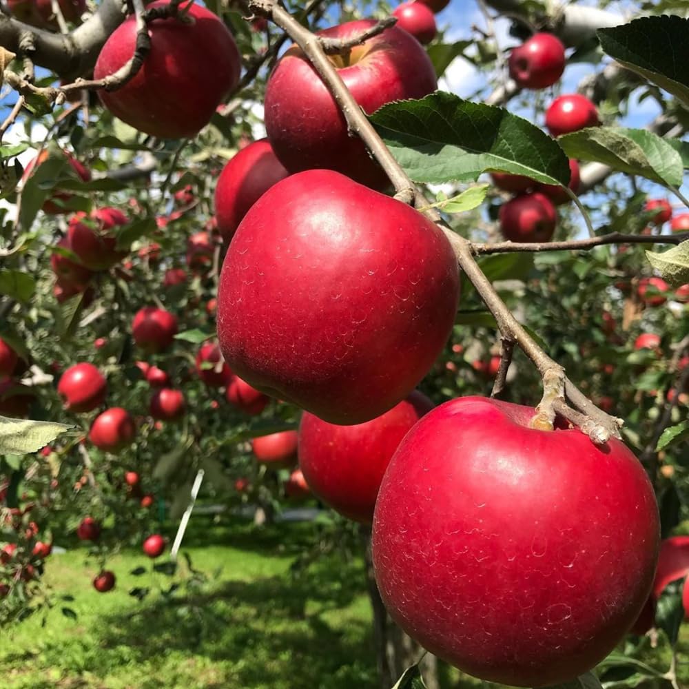 Apple Plant Live, Sweet Apple Plant in 3 Gal, 3-4 Feet Tall, Apple Fruit Tree Outdoor Garden, No Ship to CA (Red Delicious Apple)