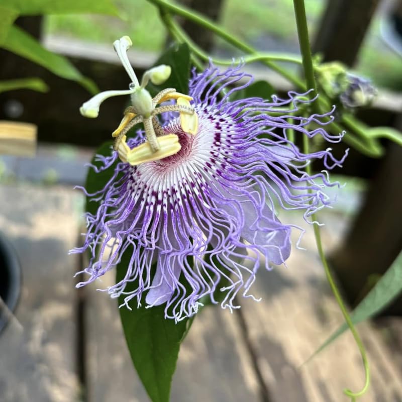 2 Light Blue Passion Flower Plants, 4-8'' Tall Red Passiflora Plant Vine for Planting, Vibrant Passion Flower Starter Plant for Home Garden and Containers, Well Rooted to Grow