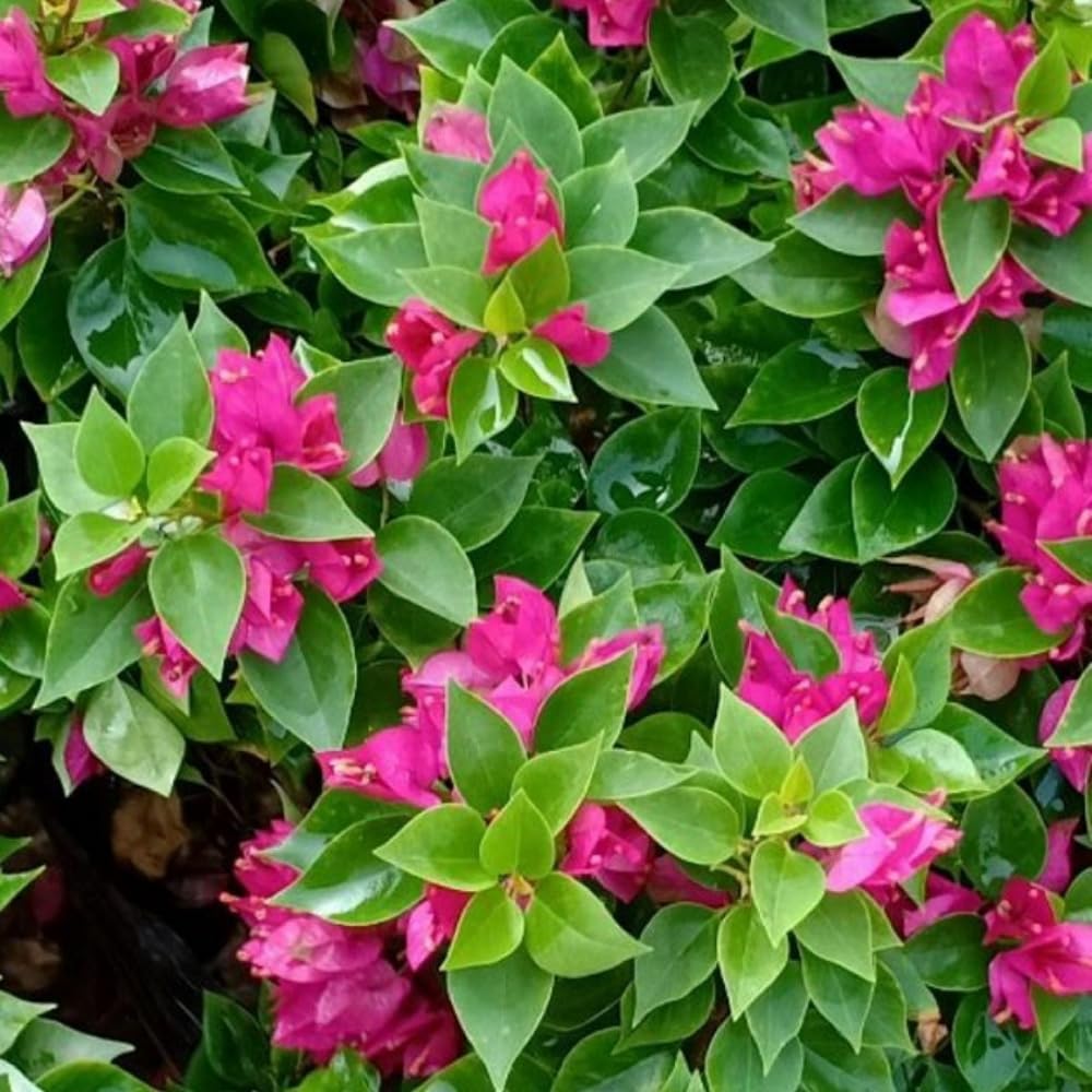 2 Bougainvillea Plants Live, Bougainvillea Flowering Vine Plant, Colorful Climbing Plants for Indoor Outdoor Garden 4-7 Inches (Deep Pink)