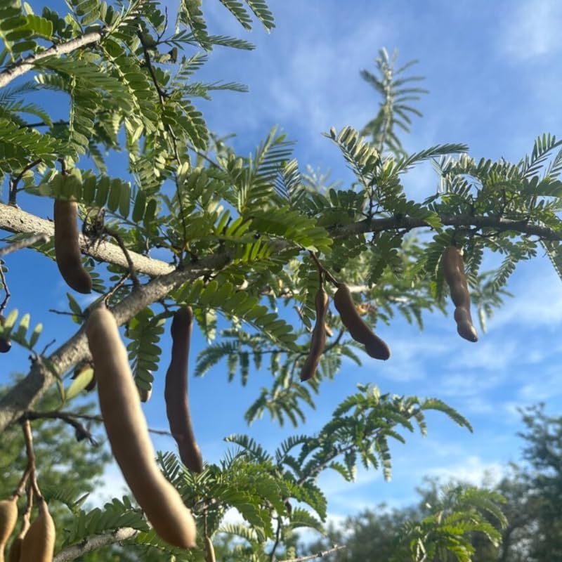 Tamarind Live Plant for Garden Use, 2-3 Ft Tall Tree in 3 Gallon Pot, Tropical Fruit Bearing Plant for Outdoor Patio Spaces, No Ship to CA