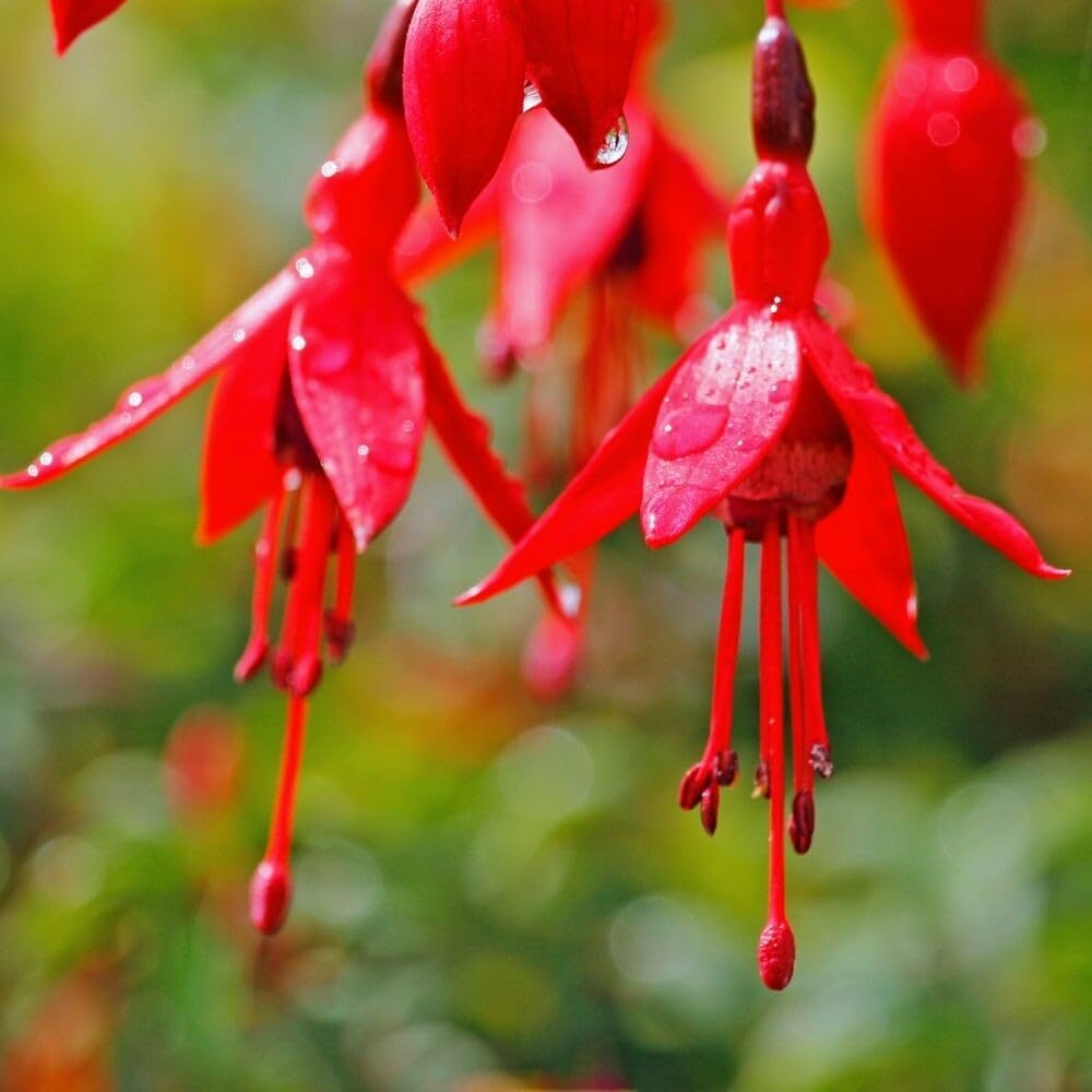 3 Fuchsia Plants Live, 5 to 7 Inc Tall, Red Fuchsia Flower Plants for Your Garden