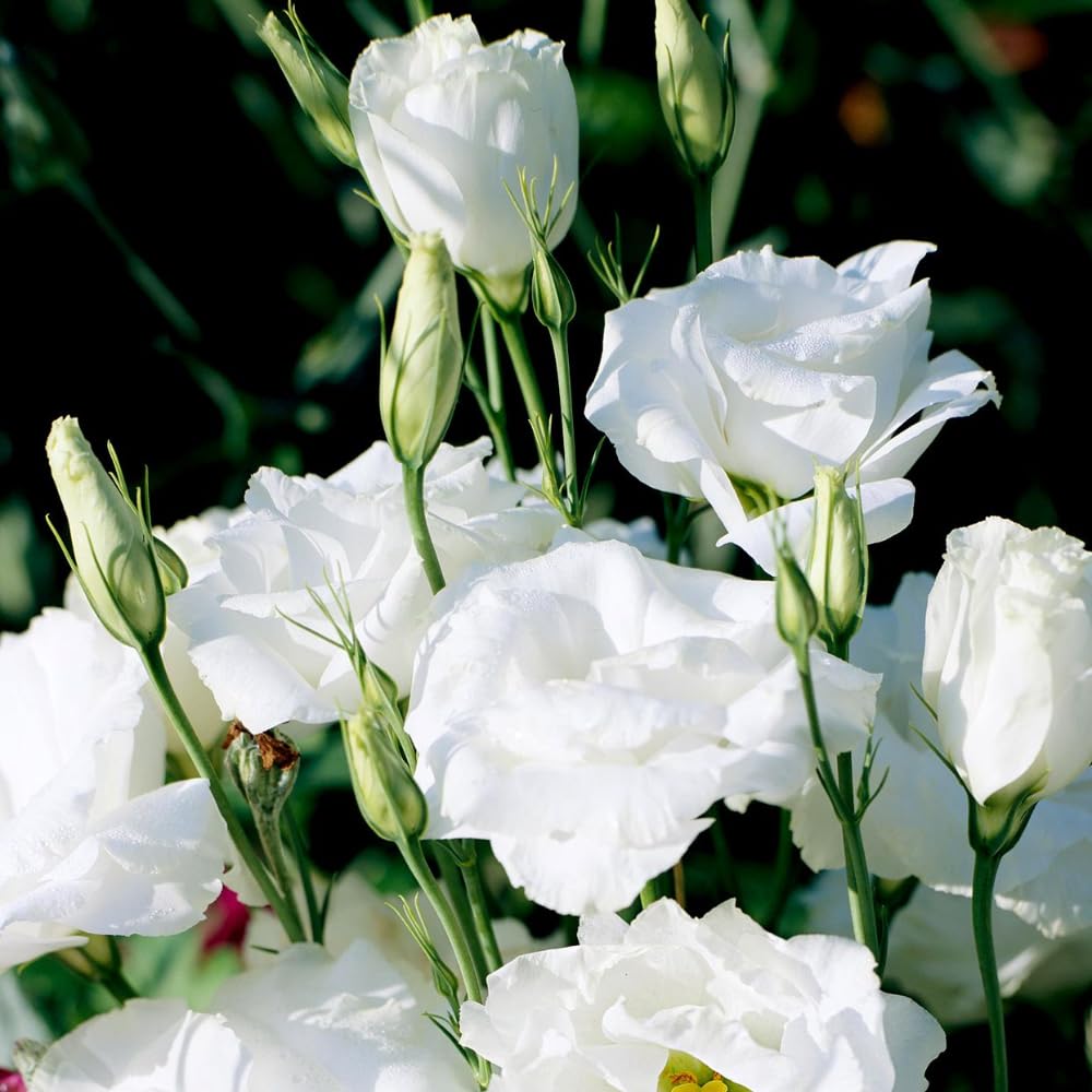 2 Eustoma Lisianthus Live Plants, Lisianthus Flowers Seedlings, 2-3 Inch Tall Well-Rooted Plug, Lisianthus Plants (White Lisianthus)