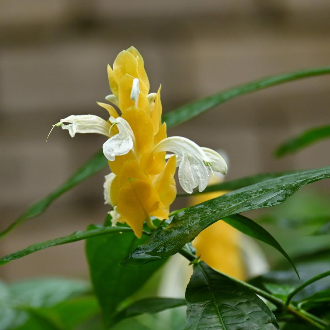 Set of 2 Live Shrimp Plants, Perennial Shrimp Plant, Vibrant Flowers, 4-8 Inches Tall, Well-Rooted for Planting (Yellow Shrimp)