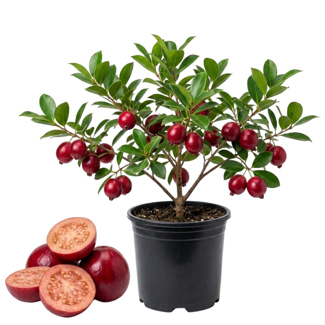 Strawberry Guava Tree Live Plant, Sweet Pink Guava Plant, 2-3 Feet Tall in 3 Gallon Pot, Ready to Grow, No Ship to CA