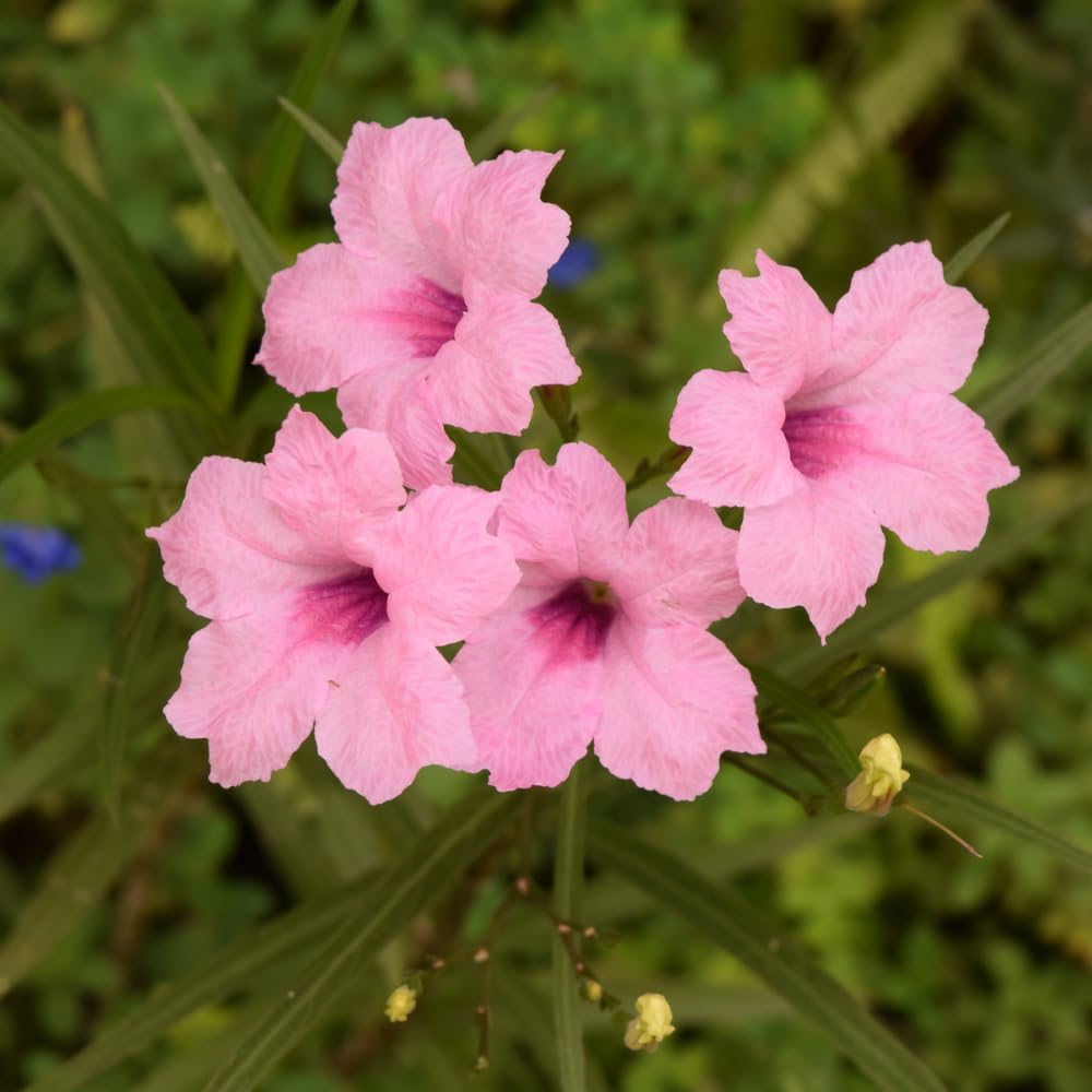 6 Mexican Petunia Live Plants, Vibrant, Low-Maintenance Perennial Flowers, 4-7 Inches, Garden or Containers Growing (Dwarf Pink)