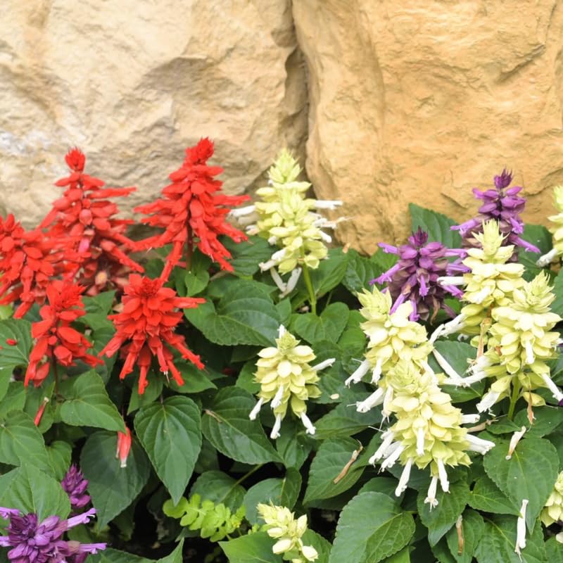 Set of 3 Salvia Plants Live, Mix Perennial Flower for Garden Planting, 4-7" Tall