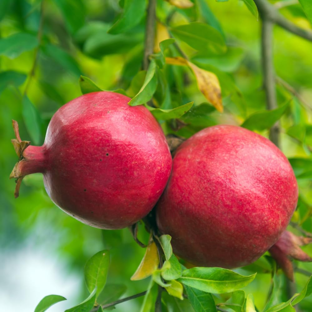 Pomegranate Tree Live Plant 2-3 Feet Tall in 3 Gallon Pot, Hardy Red Fruit Tree for Garden and Landscape Planting, No Ship to CA
