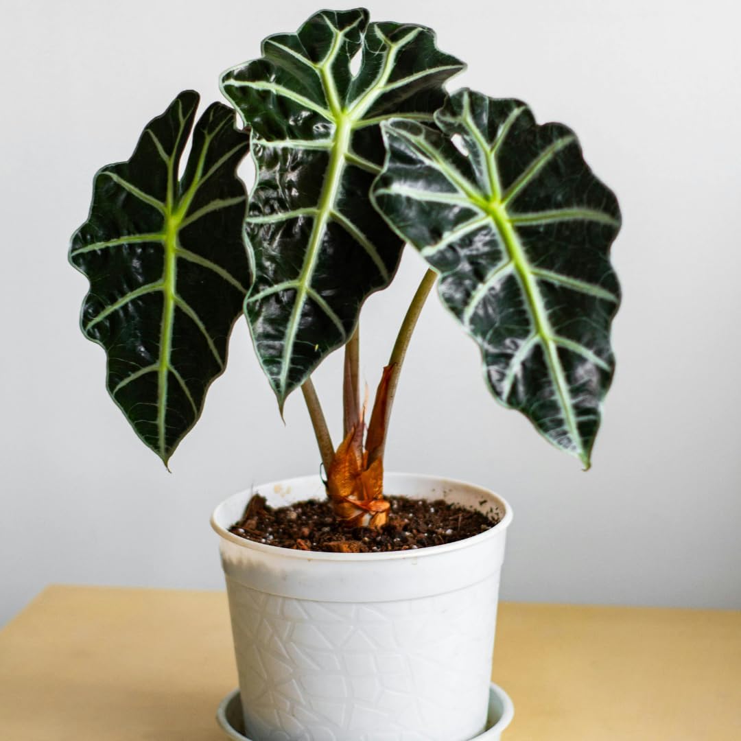 Live Alocasia Plant, Rare Alocasia Plant, Tropical Indoor Houseplant, 4-8 Inch Tall for Planting (Glossy Alocasia)