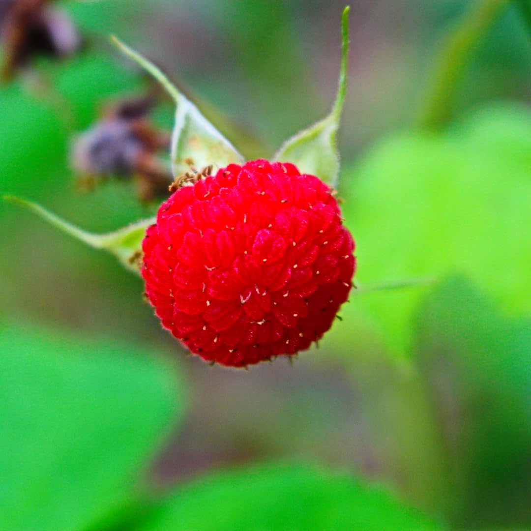 Live Thimbleberry Plant, 4 to 8 Inches Tall, Red Thimbleberry Plant, Sweet Red Berry Bush Starter Plant for Outdoor Garden Growing, No Pot