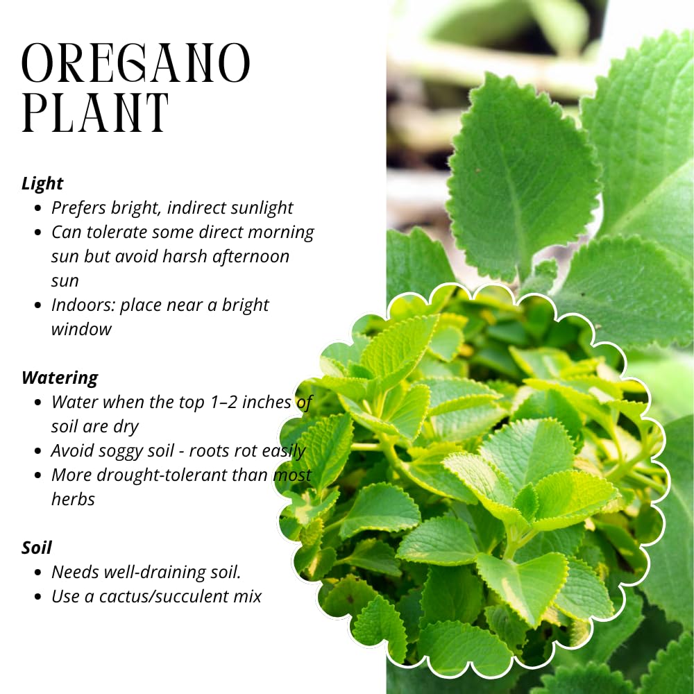 Set of 2 Cuban Oregano Plants Live, 4-6 Inches Tall, Mint Plants Live, Culinary Herb for Planting Indoor or Outdoor