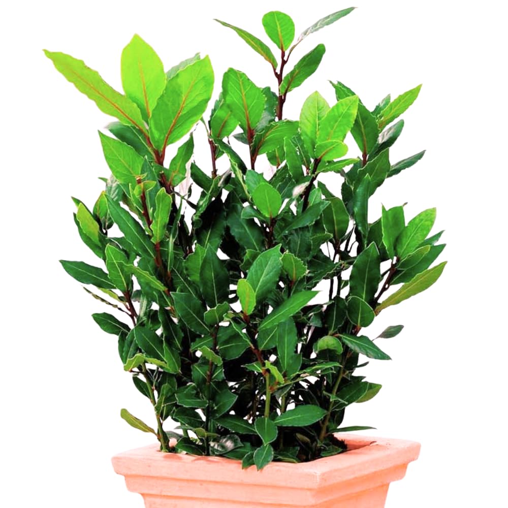 2 Bay Laurel Plants Live, 4-8 Inches Tall, Fragrant Bay Leaf Trees for Outdoor Planting, Laurus Nobilis Herb Home Garden
