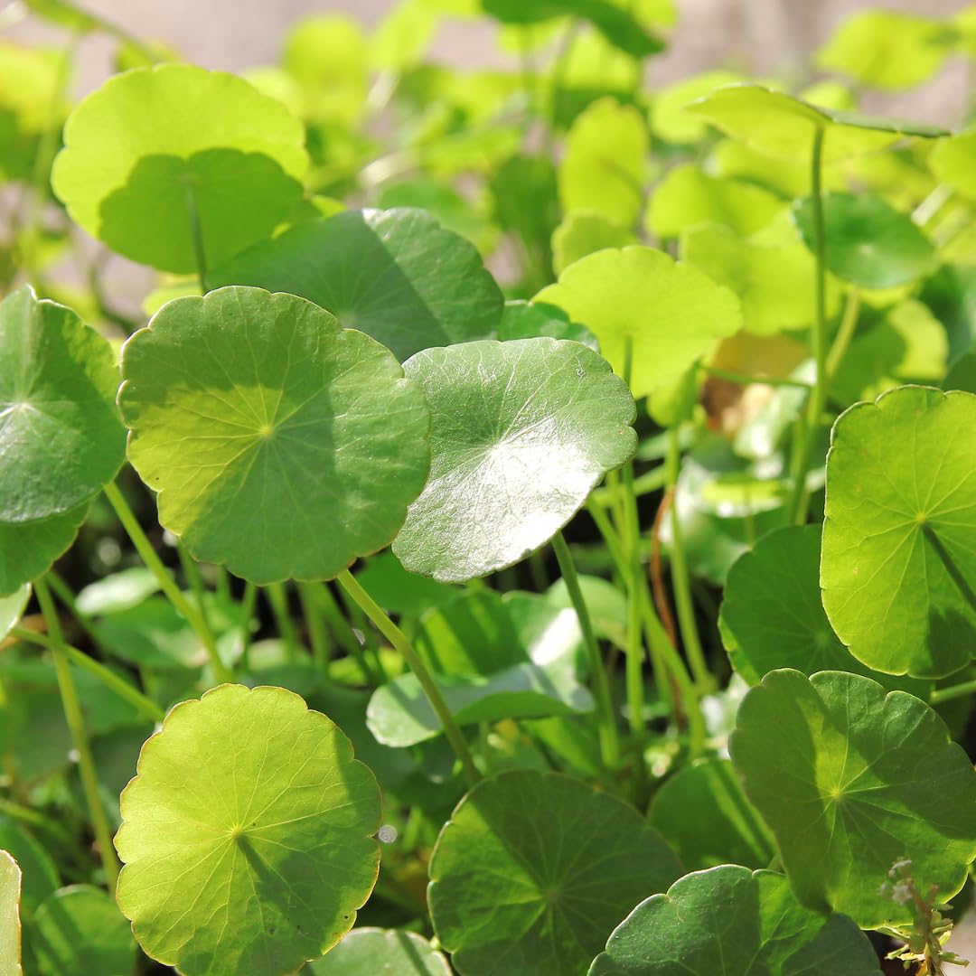 Pennywort Aquatic Plant Live, Aquarium Plant for Aquascaping
