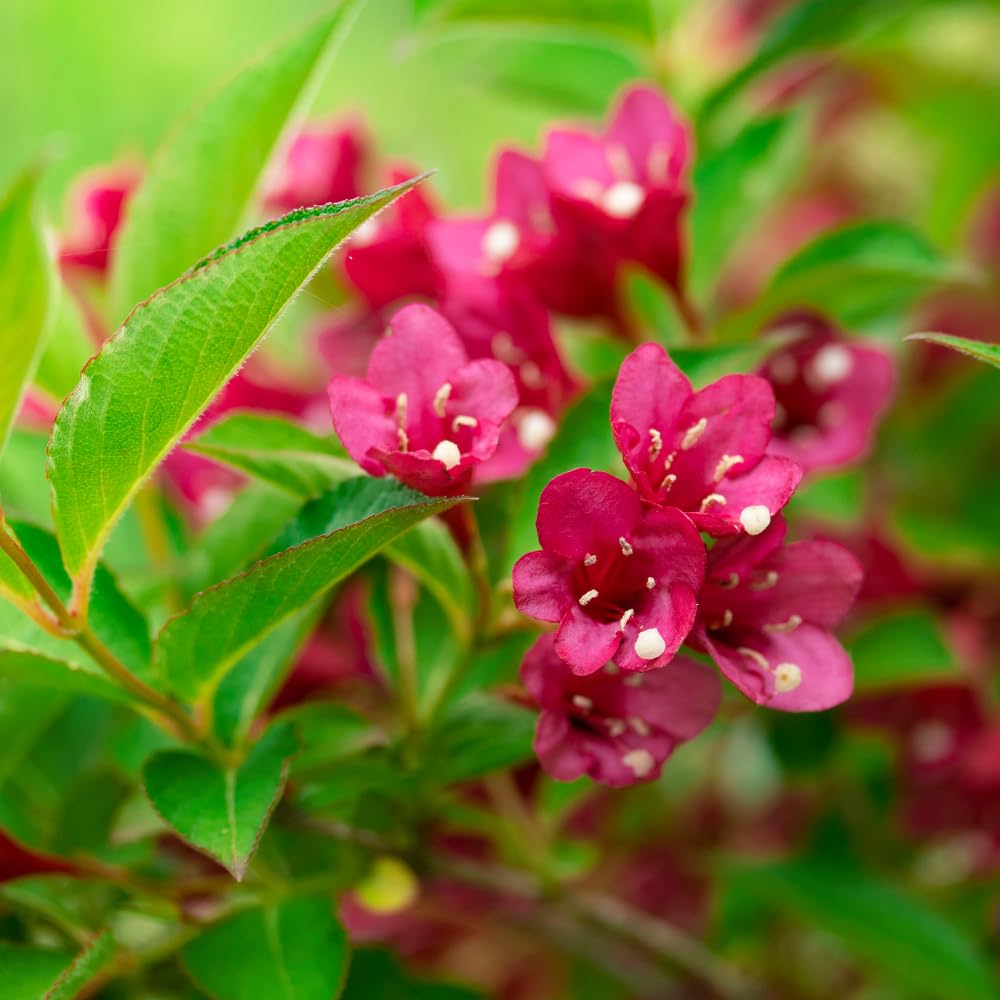 Red Weigela Plant Live, Weigela Flower Shrubs in Quart Pot for Outdoor Planting, Dormant in Winter