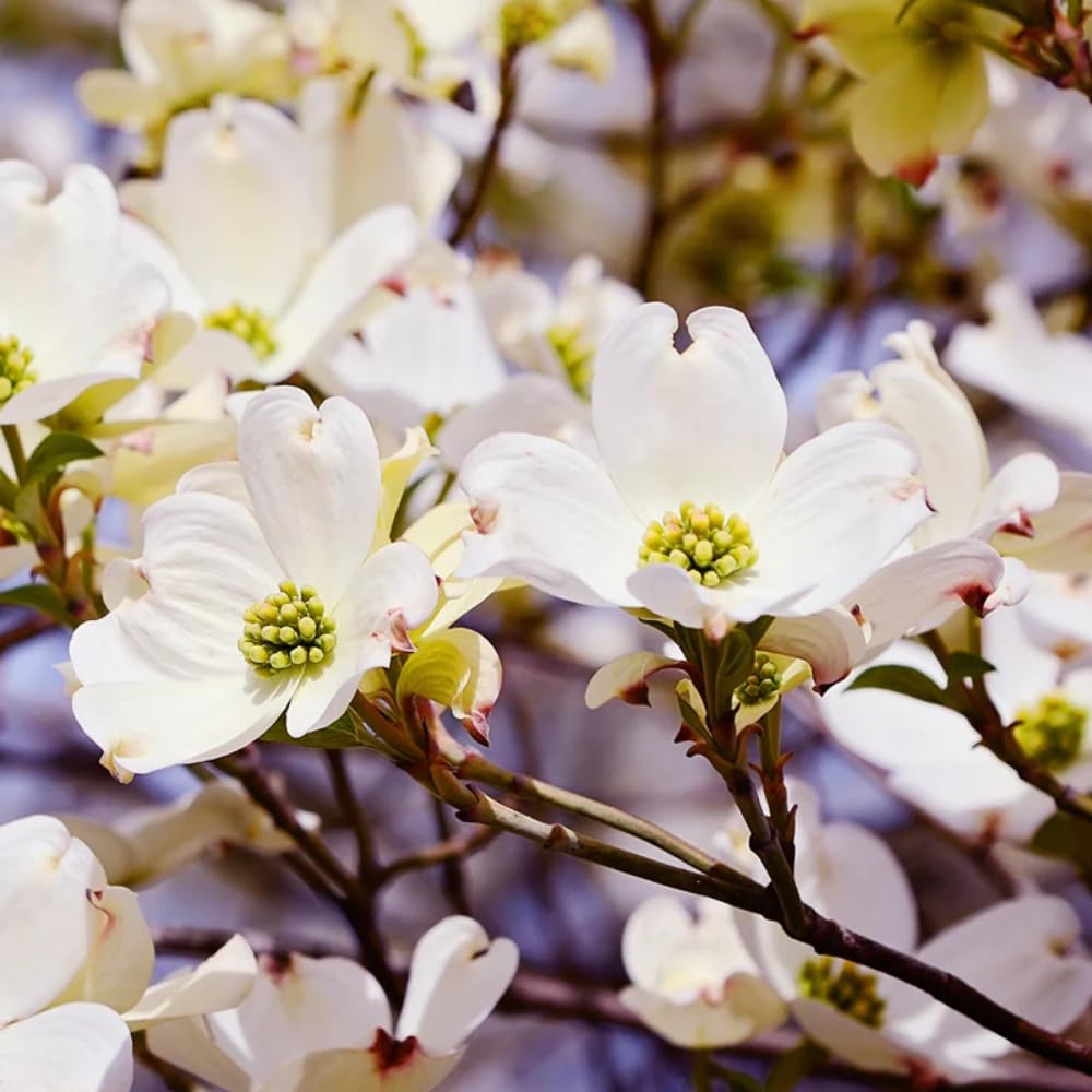 Dogwood Tree Live Plant, Flowering Dogwood Plant Well Rooted in Quart Pot, Dormant Hardy Ornamental Tree (White Dogwood)