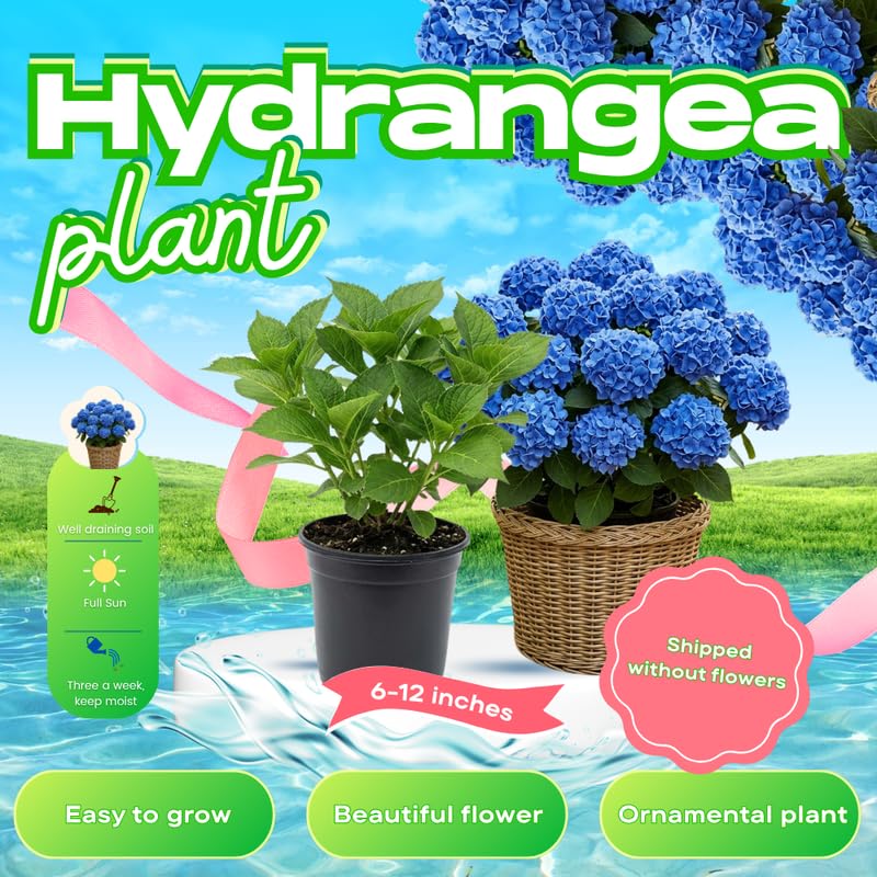 Hydrangea Plant Live for Planting, 6-12" Hydrangea Tree Live Plant, Hydrangeas Bush, Dormant, No Leaf, No Pot (Blue to Pink)
