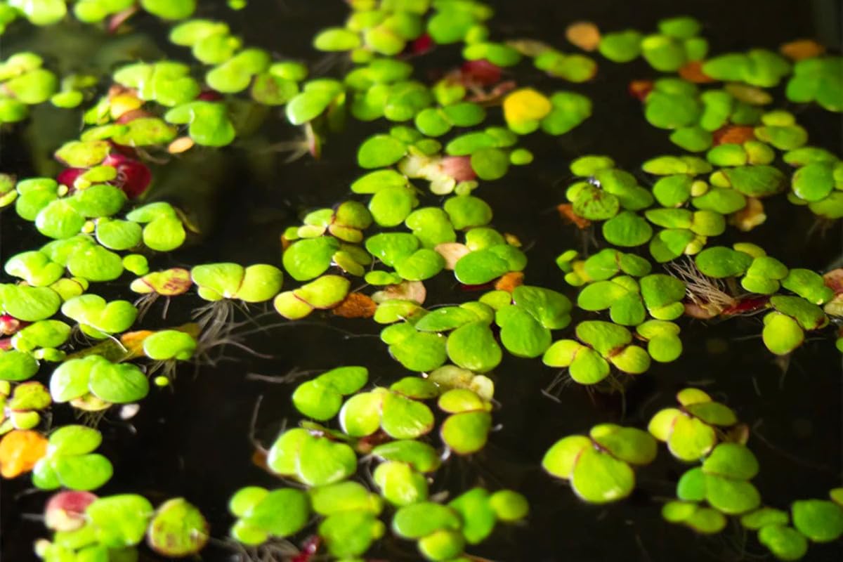 Duckweed Live Plants for Aquarium, 6000 Plants, Aquarium Plants Live, Aquatic Plant Live for Planting Pond, Duckweed Plants