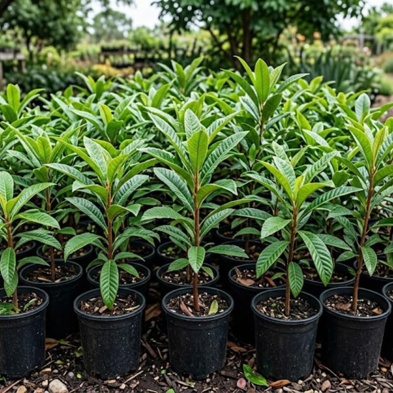 Live Loquat Tree from 1 to 2 Feet Height, Loquat Plant Live in 3 Gallon Pot, Yellow Fruit Seedling, Ready for Planting, No Ship to CA