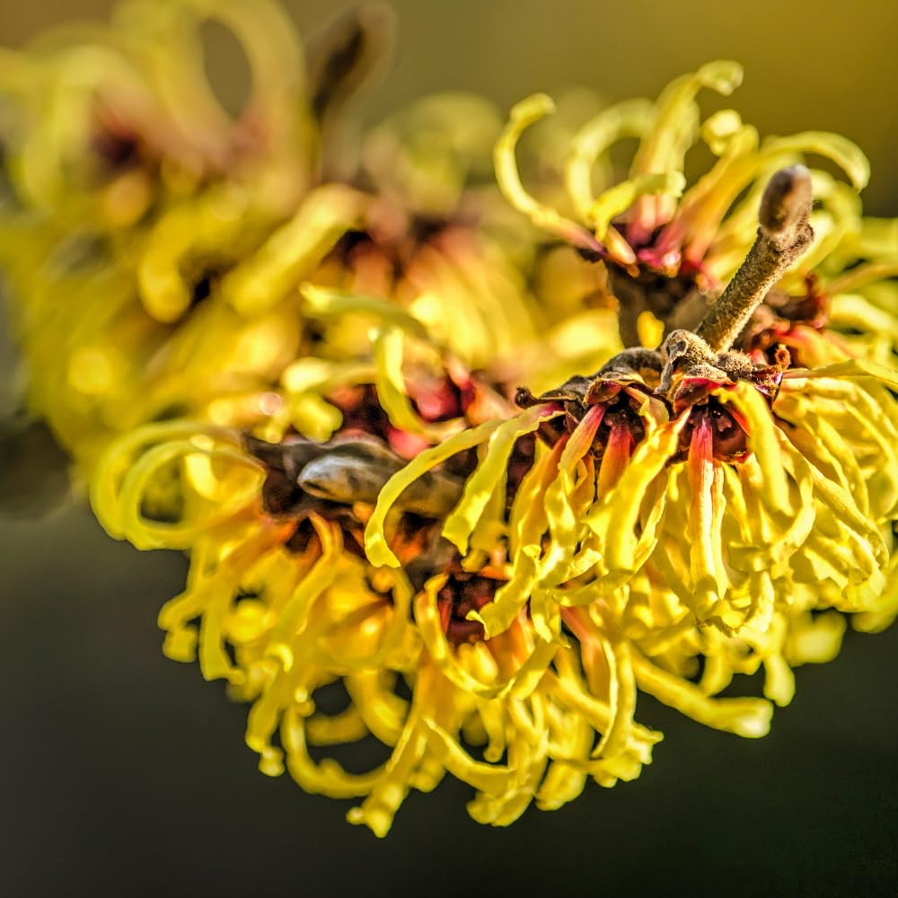 Witch Hazel Tree Live Plant, Witch Hazel Bush Shrub Plants in Quart Pot, 6 to 10 Inc Tall, Quart Pot