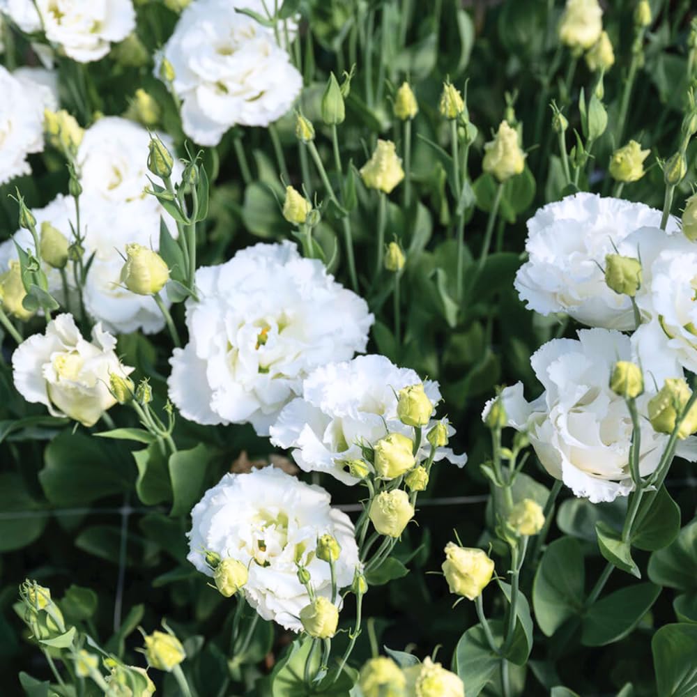 2 Eustoma Lisianthus Live Plants, Lisianthus Flowers Seedlings, 2-3 Inch Tall Well-Rooted Plug, Lisianthus Plants (White Lisianthus)