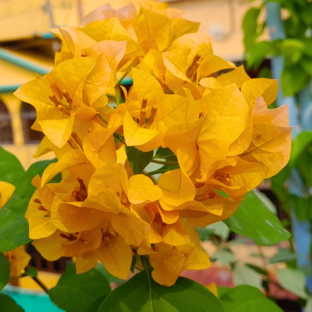 2 Bougainvillea Plants Live, Bougainvillea Flower Vine Plant, Indoor Outdoor Garden 4-7 Inches (Gold)