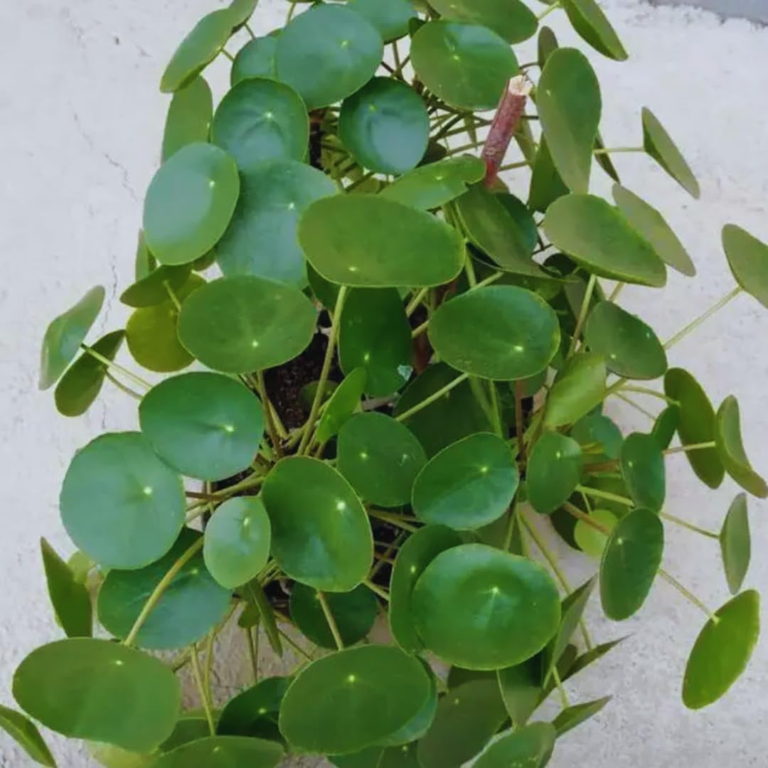 3 Pilea Peperomia Plants Live, Money Tree Plant Indoor, 5 to 7 Inc Tall