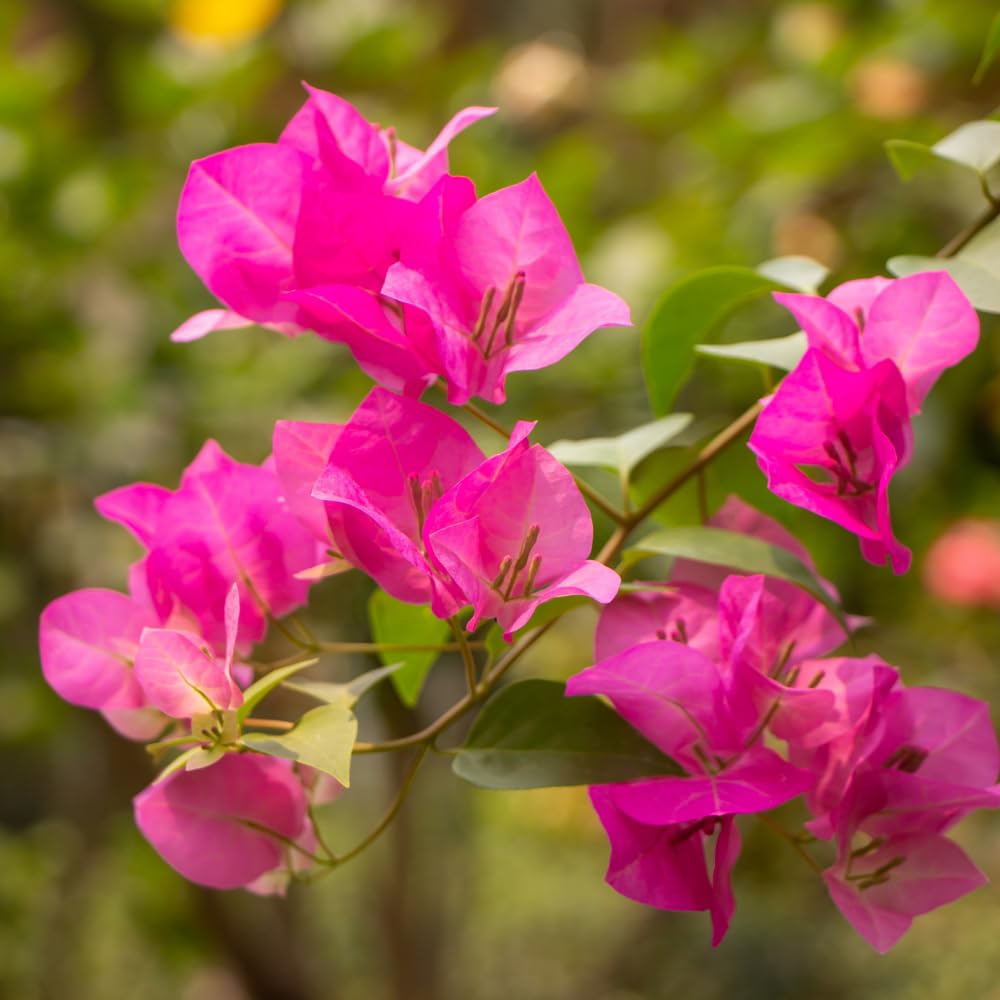2 Pink Bougainvillea Plants Live, Trailing Bougainvillea Plants, Bougainvillea Flowering Vine 4-7 Inches