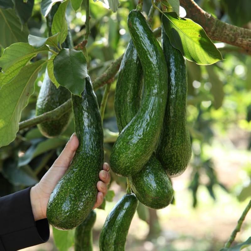 Long Avocado Tree Live Plant, Cold Hardy Avocado Tree Grafted, 3-3.5 Feet Tall, Outdoor Garden Growing