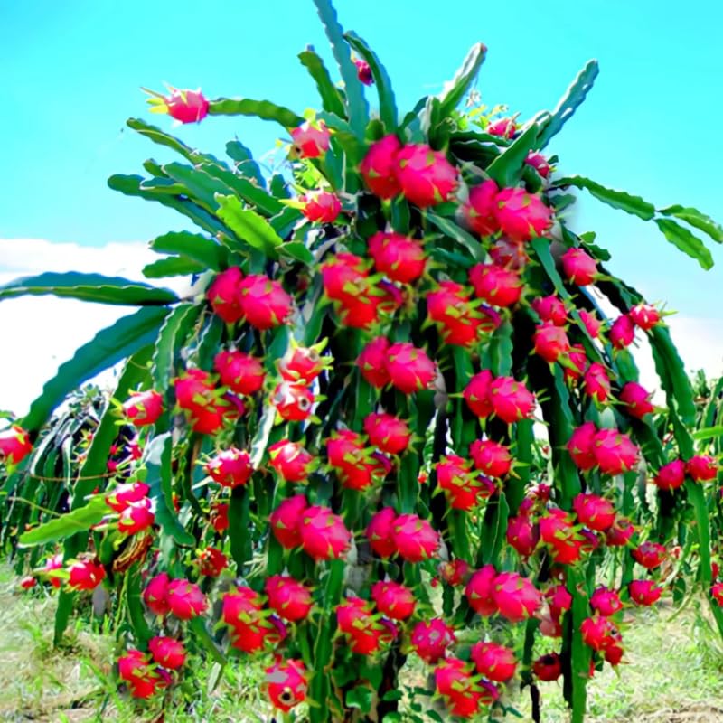Dragon Fruit Plant Live in 3 Gallon Pot, Tropical Dragon Fruit Vine Plant, Sweet Fruit Cactus for Outdoor Growing