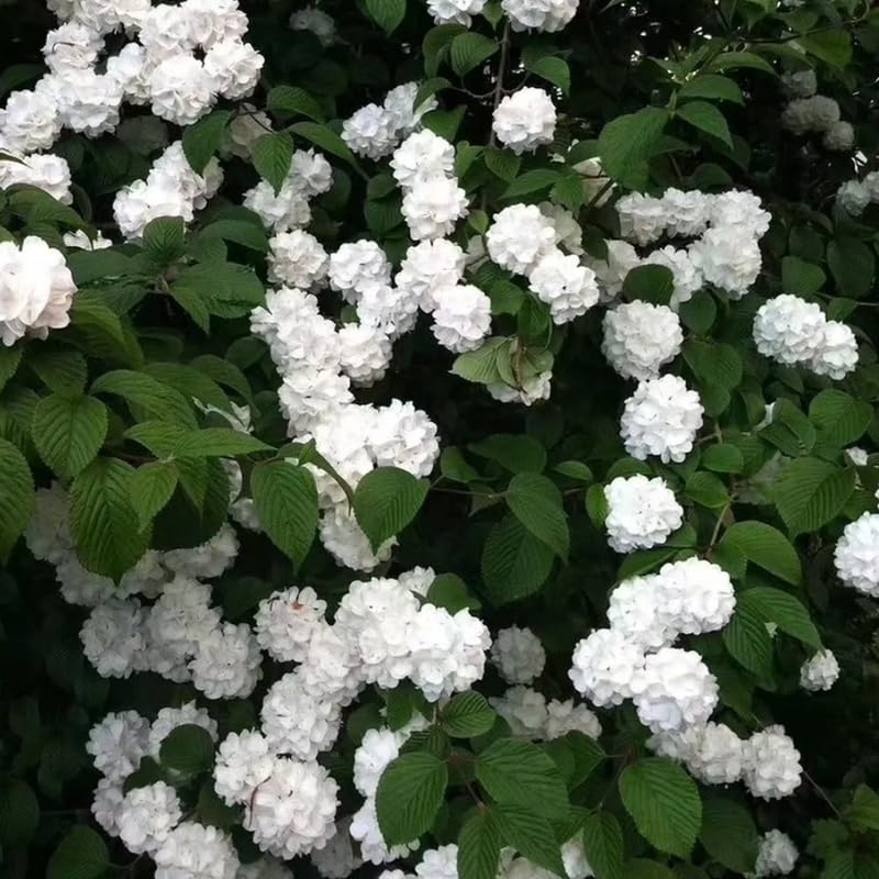 White Viburnum Tree Live Plant Shrub in Pot, Fragrant Flower, Dormant in Winter, 6-12" in Tall, Bare Root to CA, Bush Shrub Spring Blooms