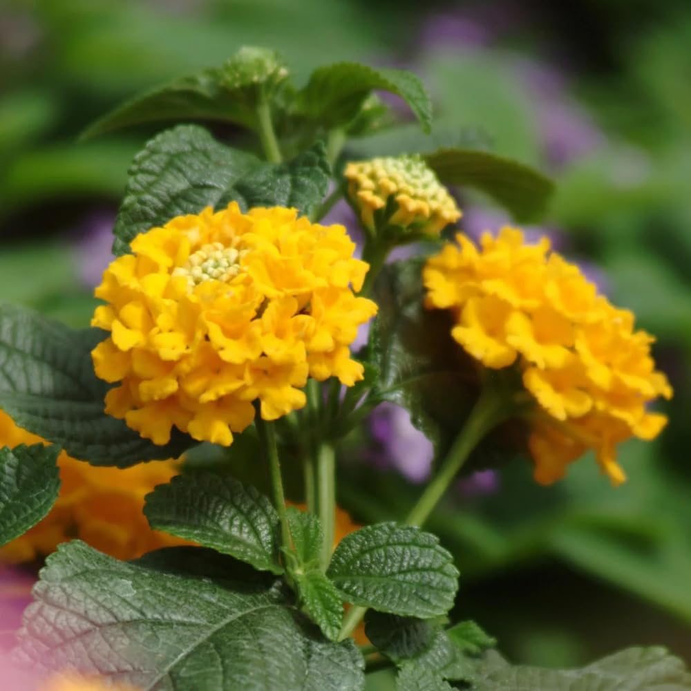 Pack 4 Lantana Plants Live for Planting, Trailing Live Plants 4-9 Inch Tall, Perennial Lantanas Flowers Indoor Outdoor (Yellow Lantana)
