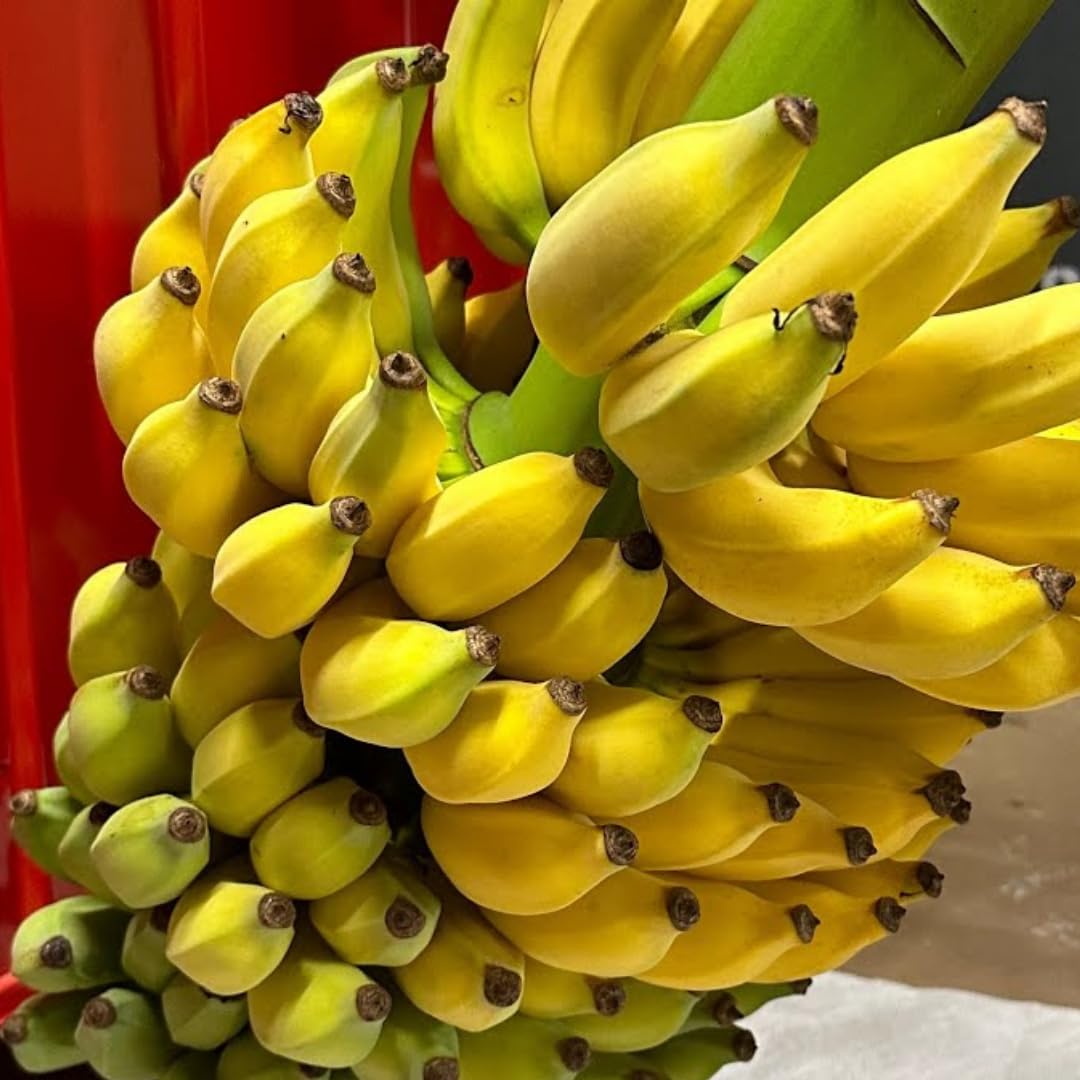 Yellow Banana Tree High Yield, Banana Live Plant Tropical Fruit, Easy to Plant Outdoor Banana Plants, 5-7 Inc Tall, Well-Rooted, No Pot, Winter Hardy