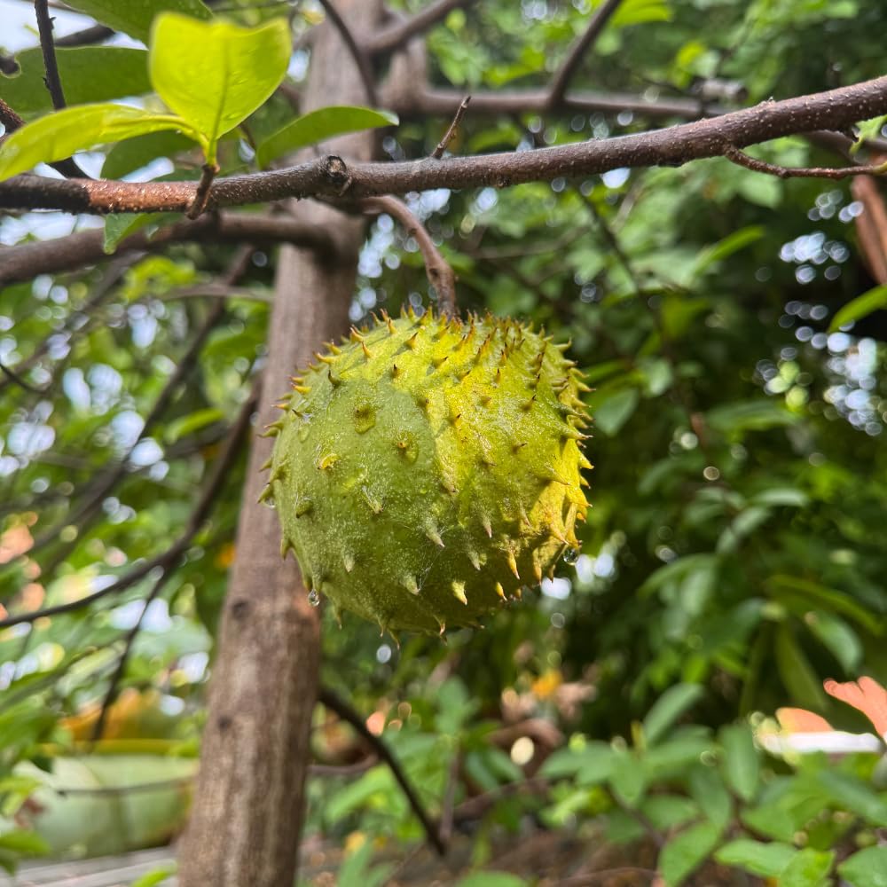 Soursop Tree Live Plant, Annona Muricata Plant, Guanabana Fruit Trees, 2-3 Feet Tall, Sweet Soursop Plant, Easy to Plant, No Ship to CA