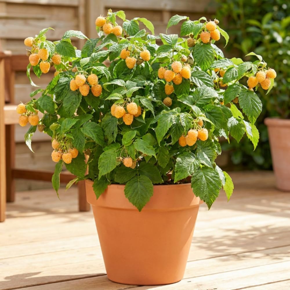 Yellow Raspberry Live Plant, Sweet Berries, 4-8 Inch Tall