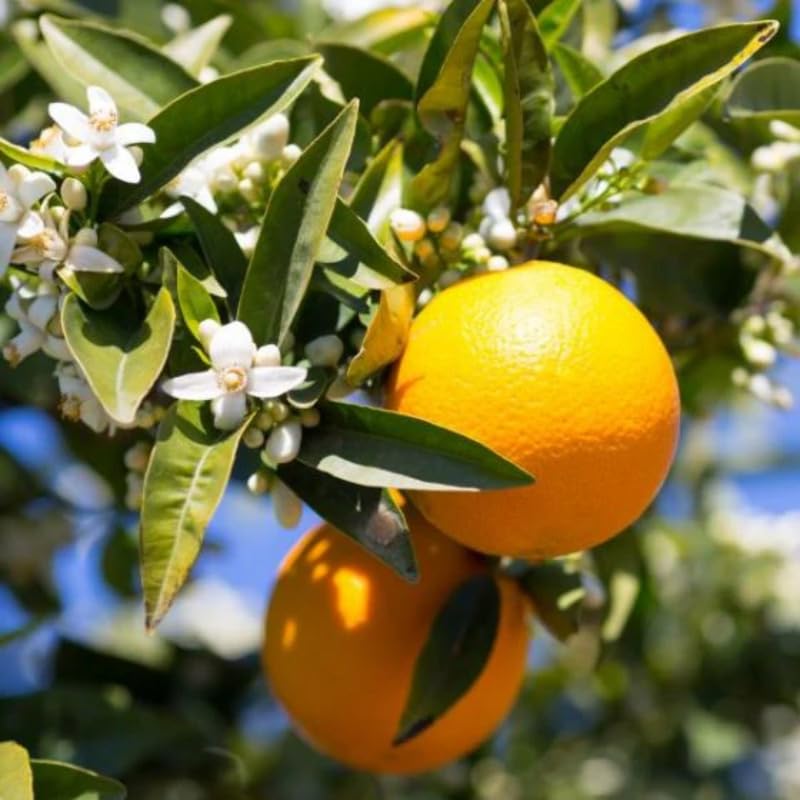 Valencia Orange Tree Live Plant, 4-5 Feet Tall in 5 Gallon Pot, Sweet Citrus Tree for Outdoor Planting