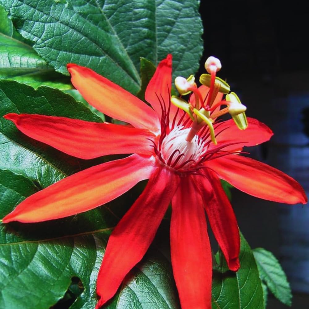 2 Red Passion Flower Plant, Passion Flower Vine Live Plant for Gardening Indoor Outdoor, 5 to 7 Inches Tall