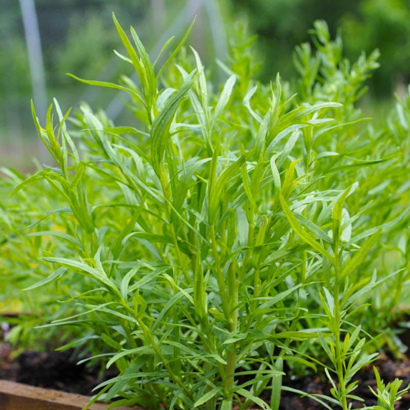 2 French Tarragon Plants Live for Planting Outdoor, Tarragon Herb Plug 4-7 Inches, Easy Care, Ready to Grow Herbs