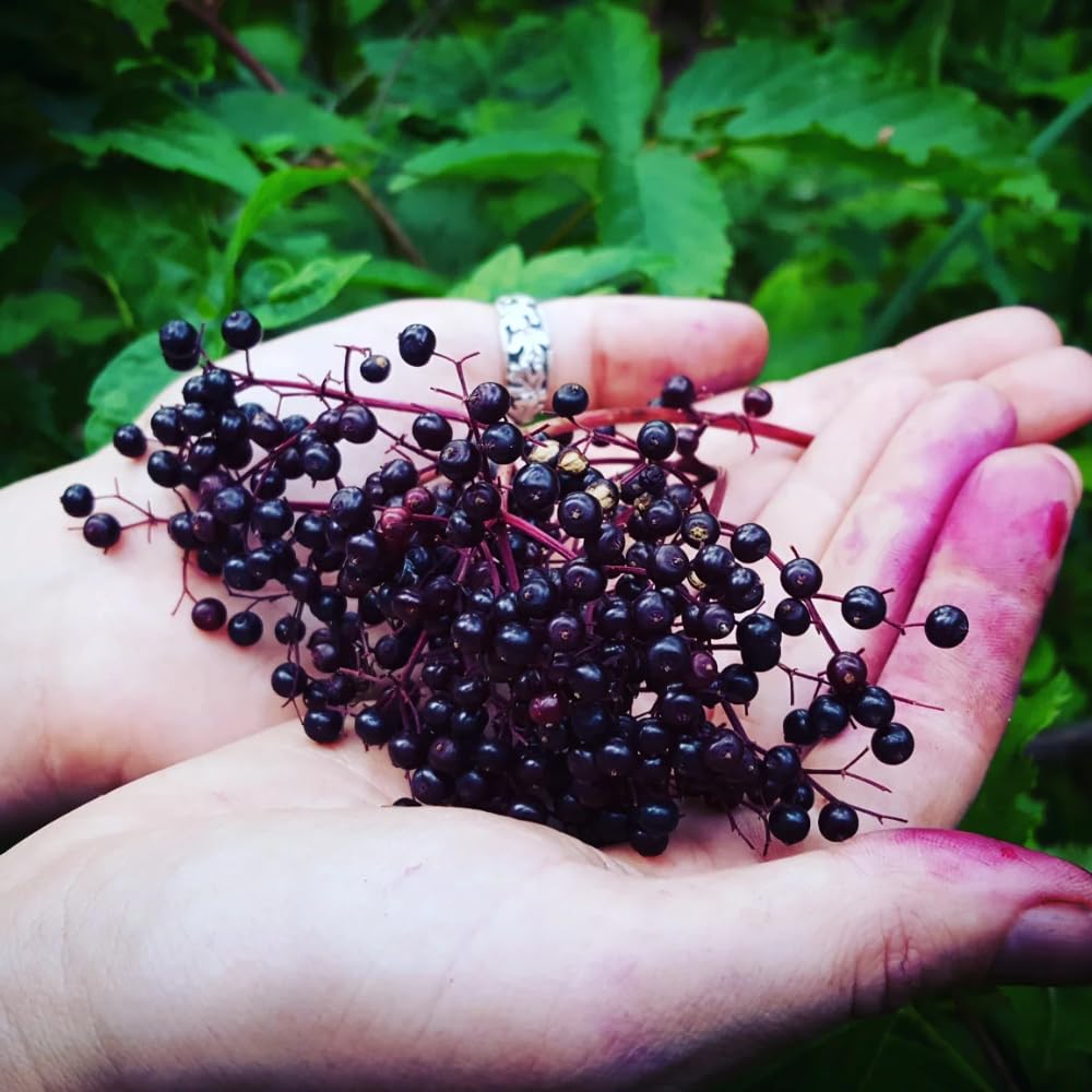 Black Elderberry Plant Live, 2–3 Feet Tall, Hardy Berry Shrub for Outdoor Planting, Gardens and Landscaping