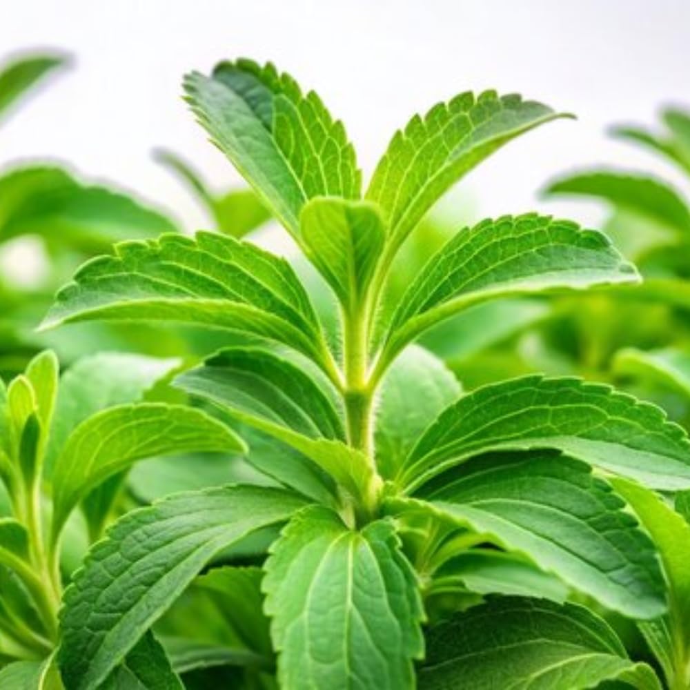 2 Stevia Plants Live Well Rooted in Plugs, Stevia Seedling Starter Plants, 4-6" Tall