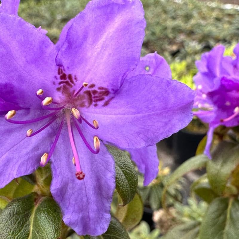 Deep Violet-Blue Rhododendron Live Plant Shrubs for Outdoor Planting, Azalea Bushes Ready to Plant, Fragrant Rhododendron Plant Live