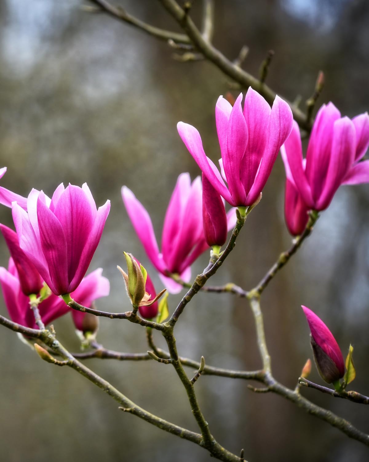 Jane Magnolia Tree, 6-12 Inch Magnolia Trees Live Plants for Planting Outdoor, 2.5 Inch Pot Fragrant Purple Pink Flowers Plant, Dormant in Winter
