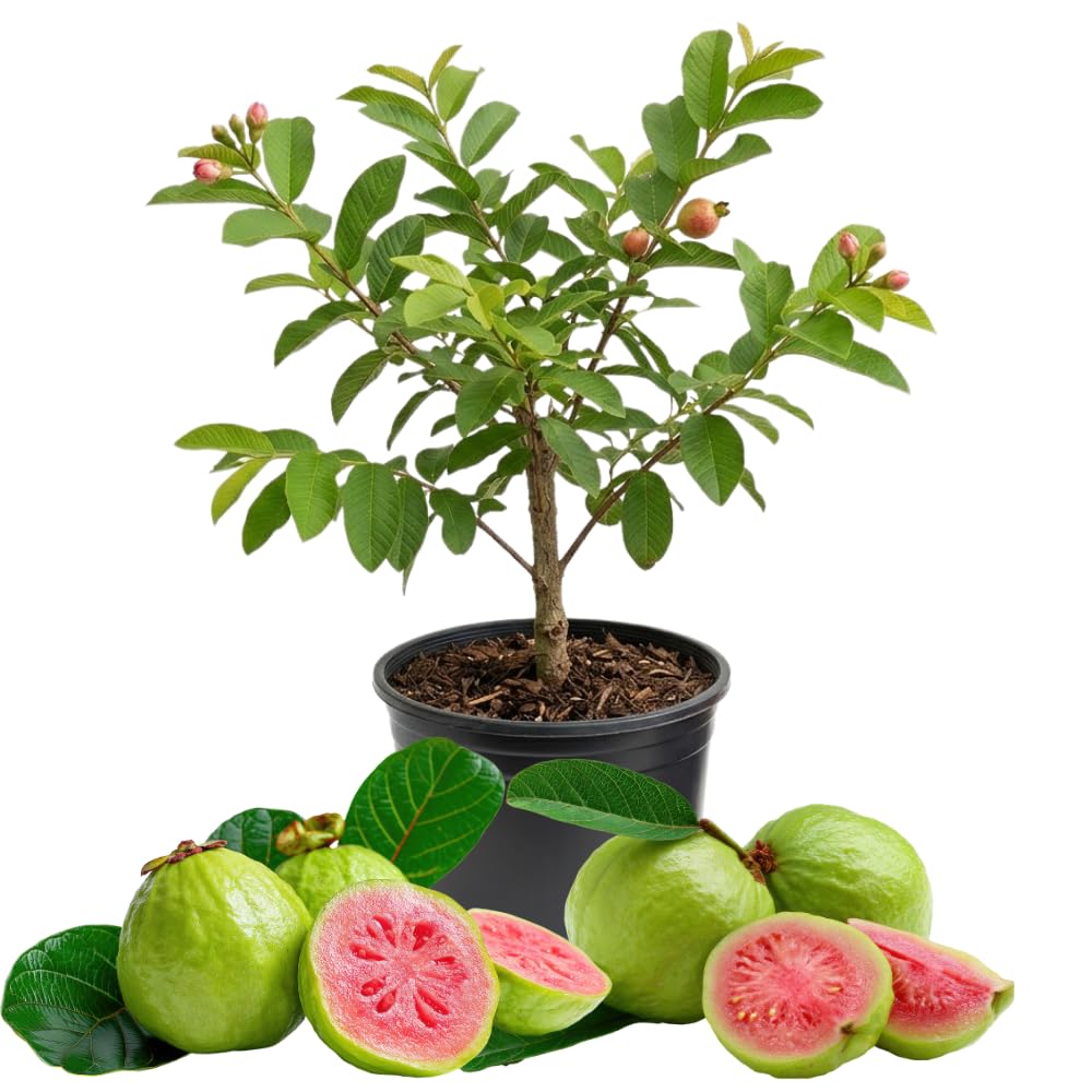 Pink Guava Tree Live Plant, Tropical Guava Fruit Tree for Planting, Sweet Fruit, 2-3' Tall in 3 Gallon Pot, No Ship to CA