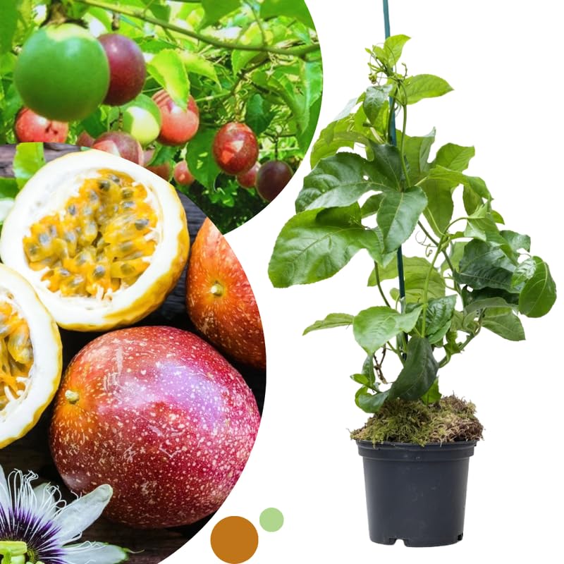 Red Passion Fruit Plant Live, Passionfruit Vine Live Plant Fully Rooted in 1 Gallon Pot