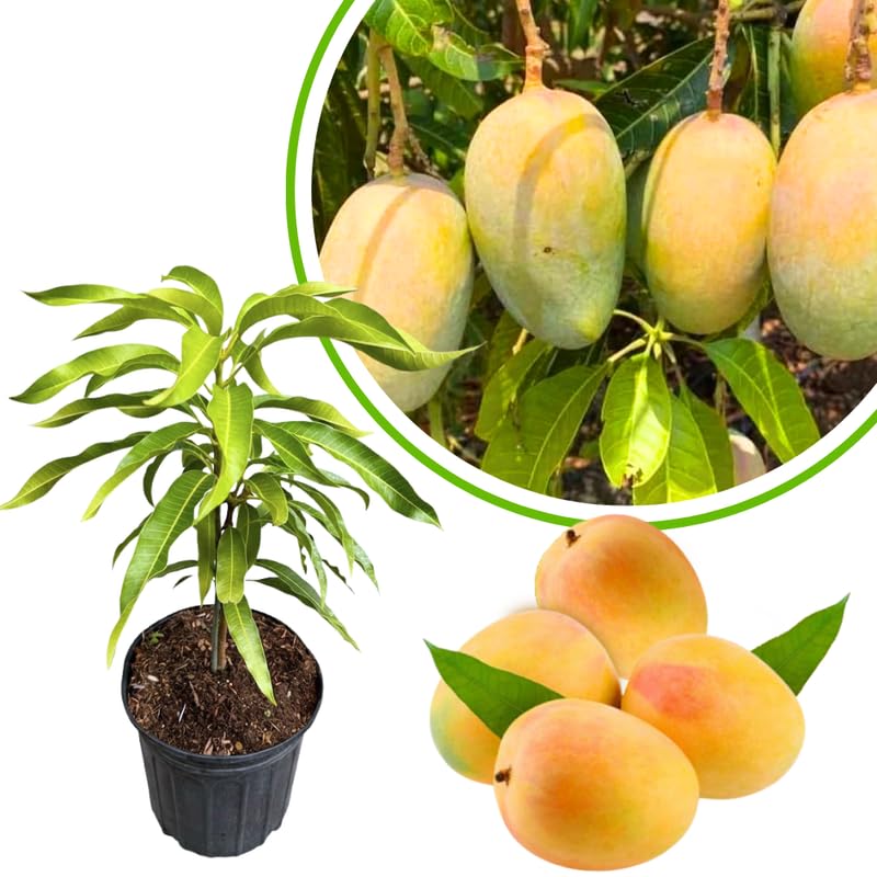 Sweet Mango Tree Live Plant, Fully Rooted in 3 Gallon Pot, Tropical Mango Fruit Tree for Indoor or Outdoor Growing