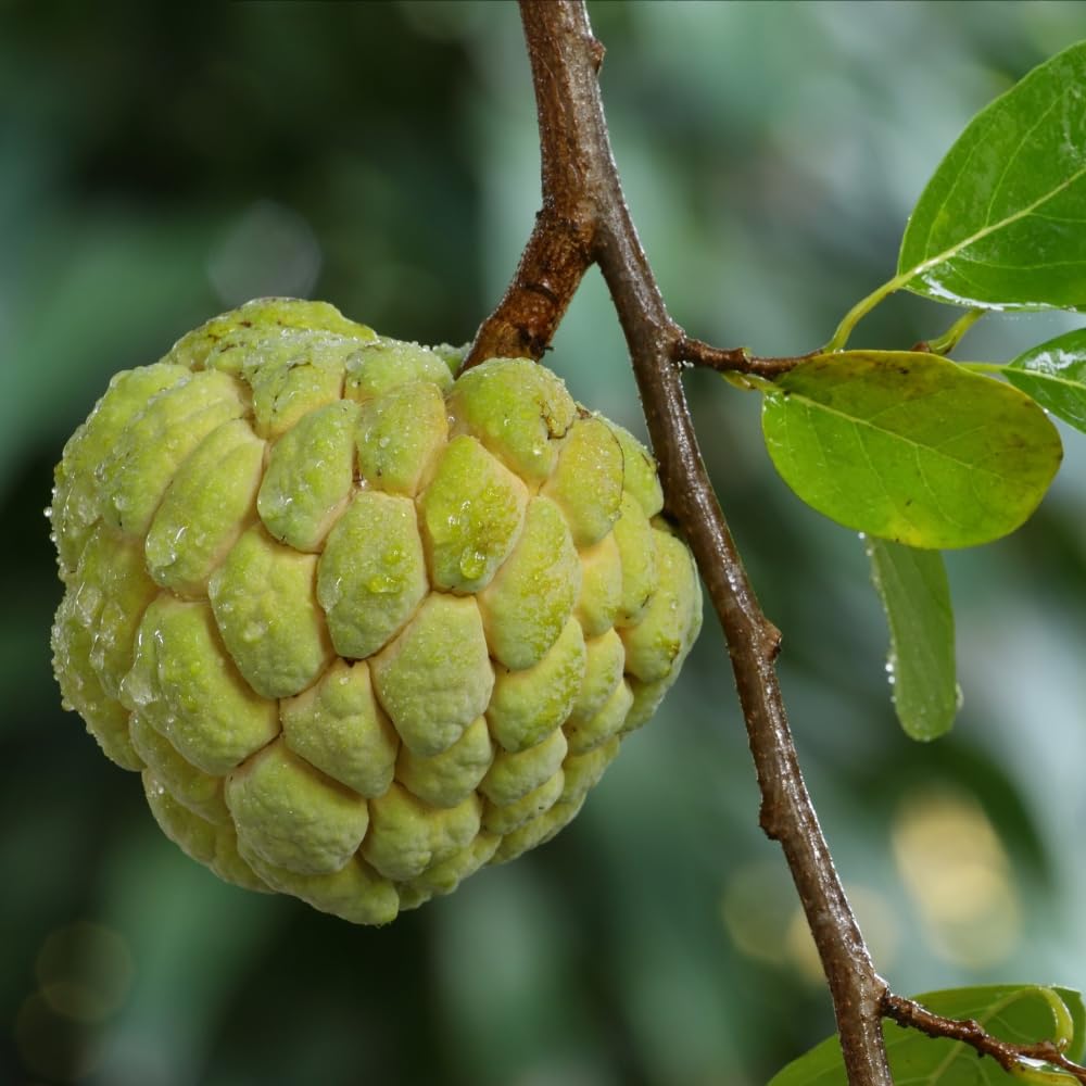 Sugar Apple Plant, 6-12" Tall, Annona Squamosa in 3.5" Pot, Sugar Apple Seedling