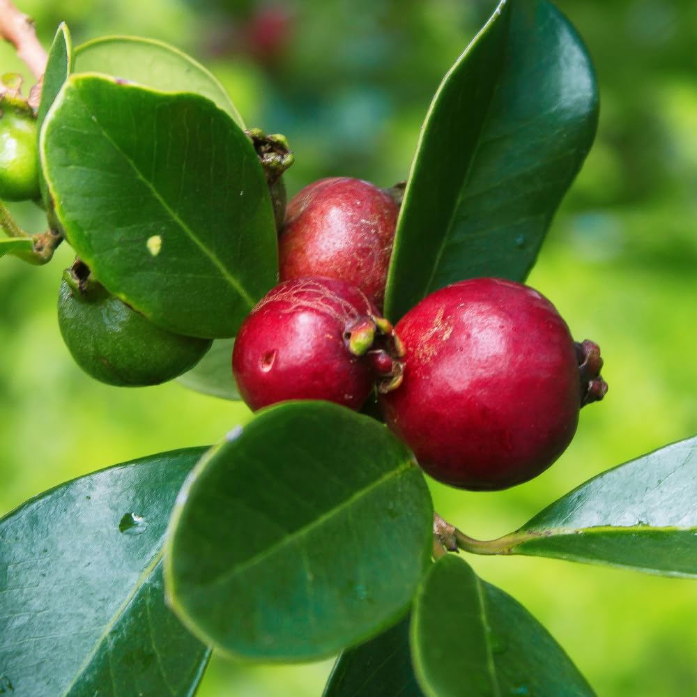 Guava Tree Live Plant, Strawberry Guava Plants Live for Planting, Tropical Fruits Tree for Outdoor Gardening, 1 Feet Tall in 1 Gallon Pot, No Ship to CA