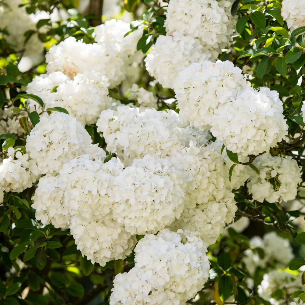 Set of 2 Snowball Viburnum Bare Root Plants, 1-2 Feet Tall, Hardy Flowering Shrubs with White Blooms for Outdoor Planting