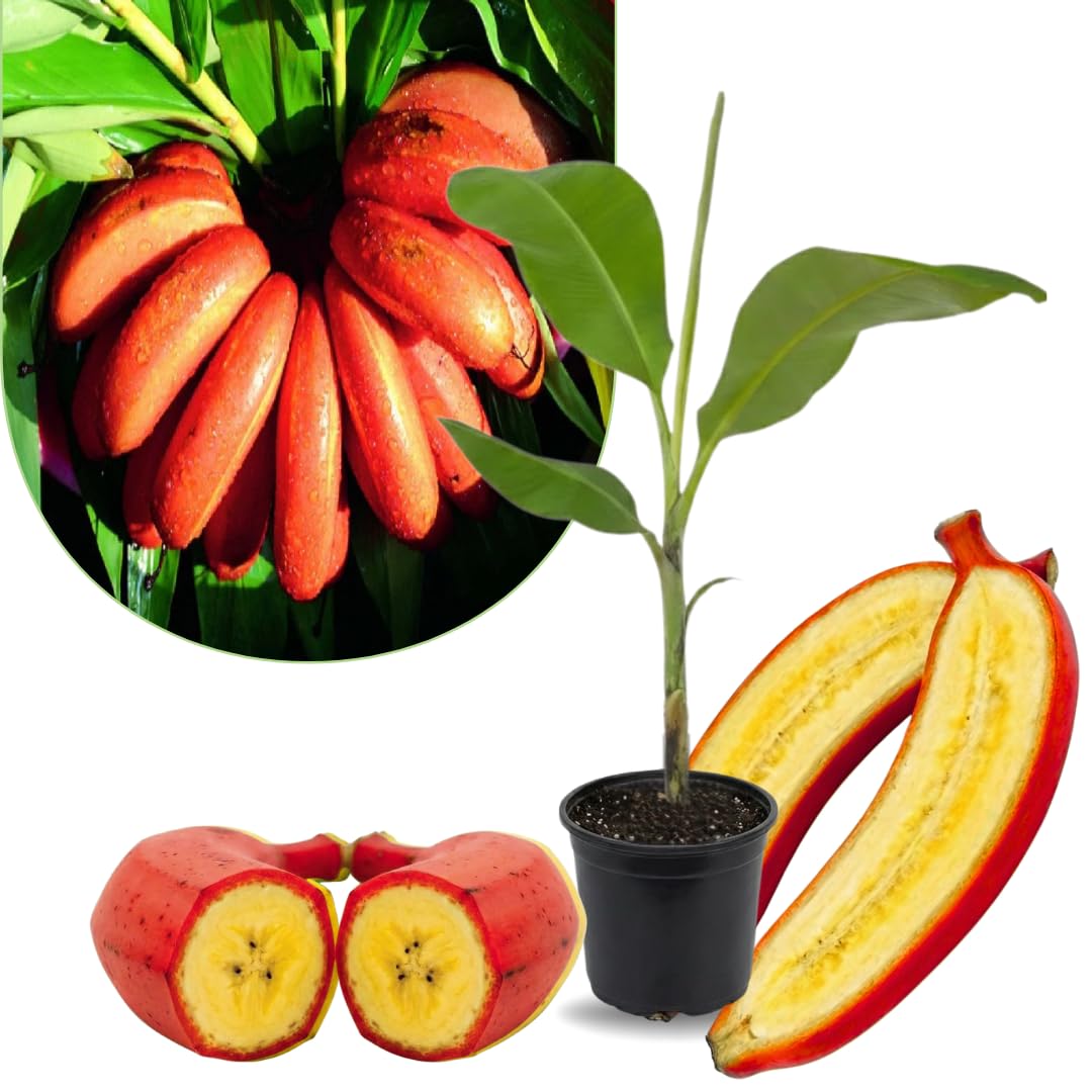 Red Banana Tree High Yield, Banana Live Plant Tropical Fruit, Easy to Plant Outdoor Banana Plants, 5-7 Inc Tall, Well-Rooted, No Pot, Winter Hardy